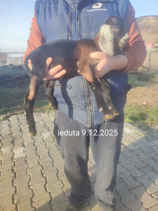 Tapisor/tapi si o ieduta Anglonubian de vanzare