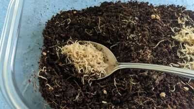 Култури с жива храна (Daphnia Moina, бели червеи и оцетни змиорки).