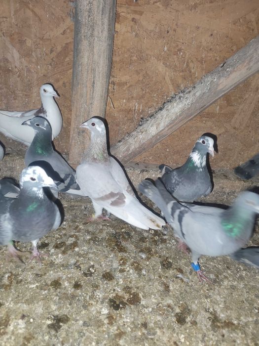 Vând porumbei voiajori