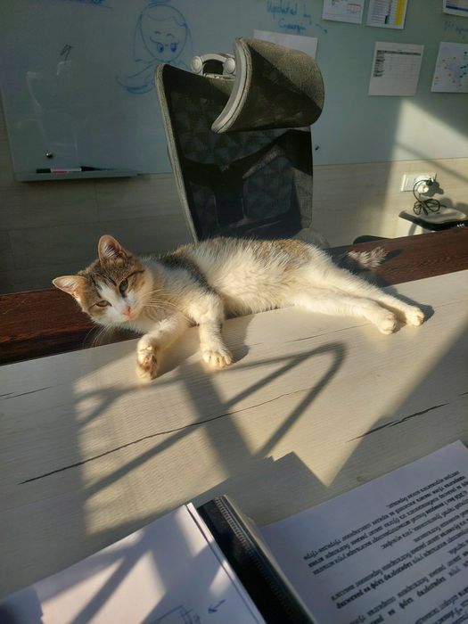 Котенок девочка ласковая