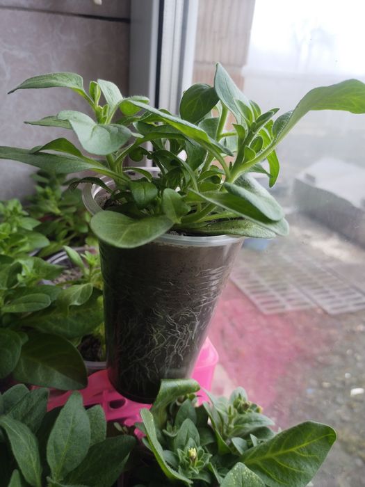 Продам рассаду петунии, грандифлора.