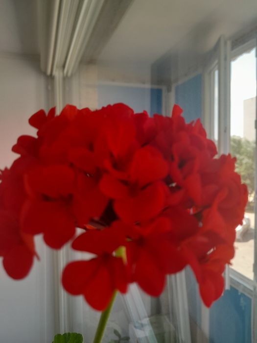 Цветы комнатные .