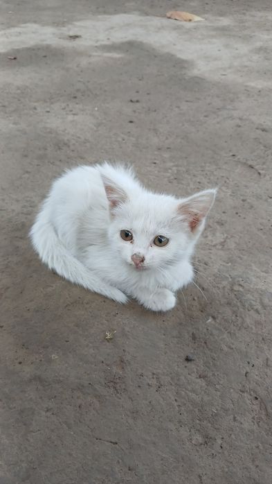 Mushuk bolalari tekinga beriladi