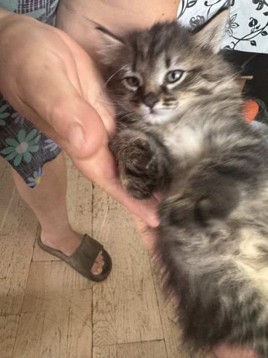 Котята 1,5 месяца