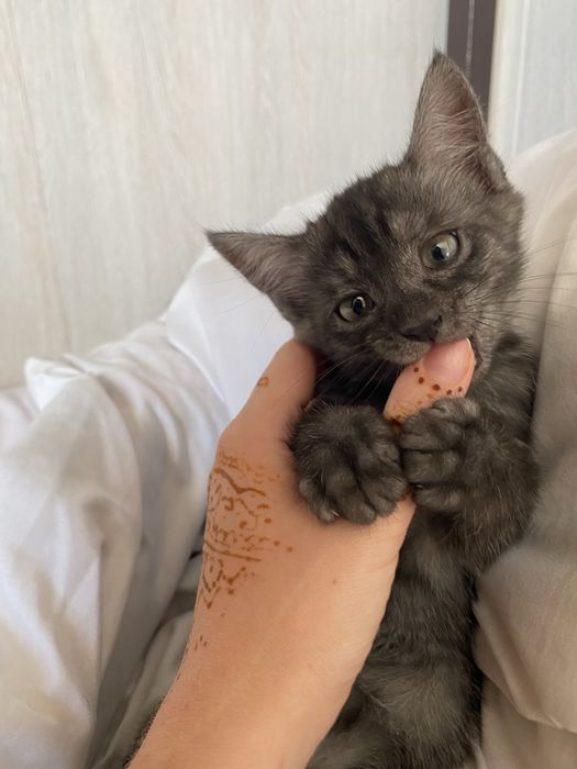 Котенок в добрые руки