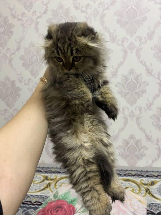 Кошка, девочка пушистая красивоя