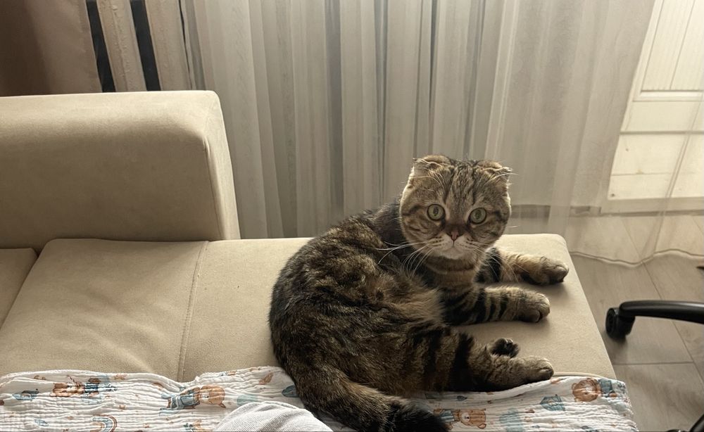 Отдам кота бесплатно