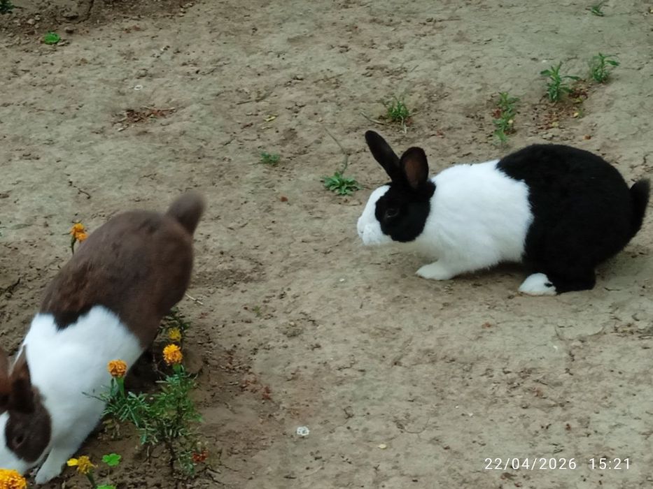 Panda karlik quyon 1 ta par