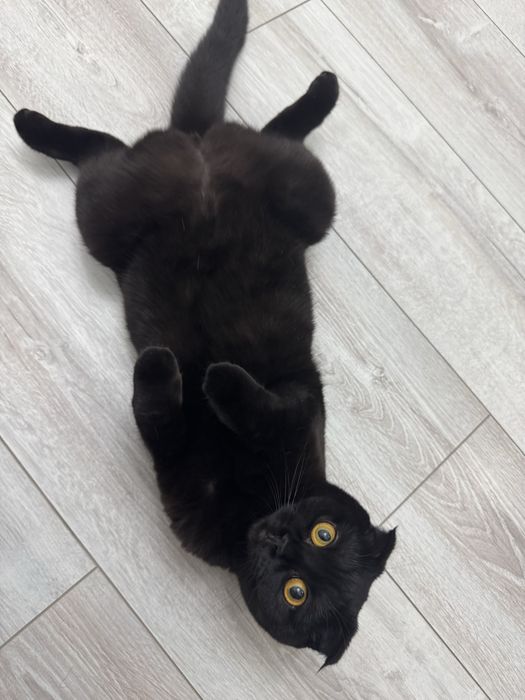 Кошка породистая