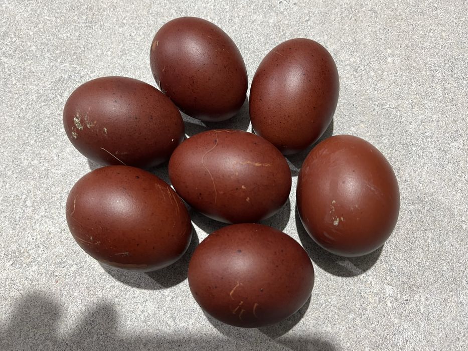 Oua Marans negru aramiu si Araucana potarnichiu