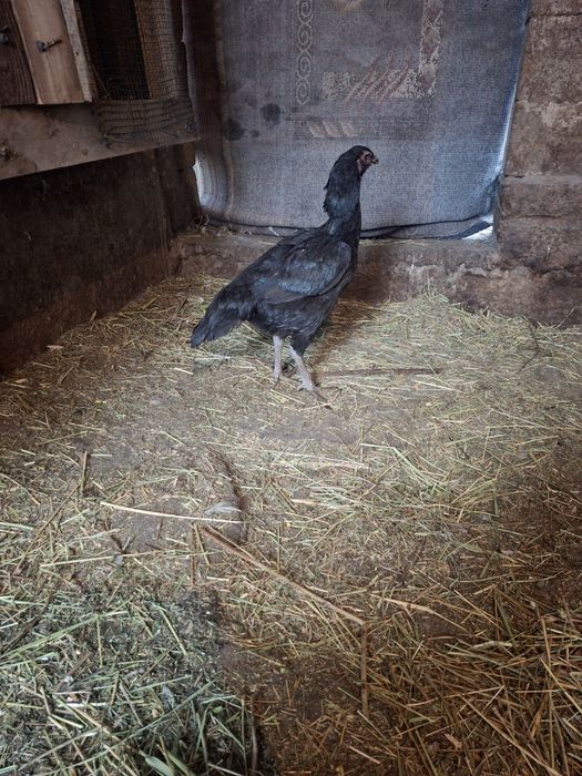 Бойцовая курица  срочно