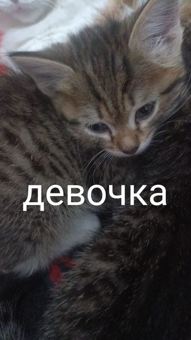 Отдам котят в хорошие руки.