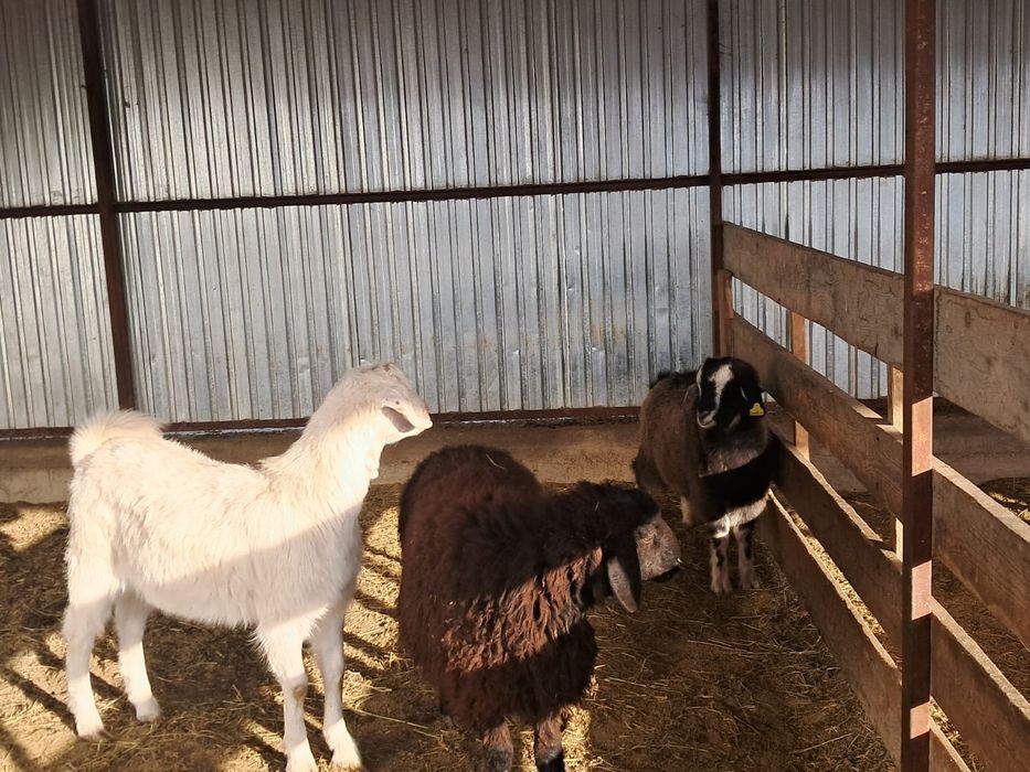 Серке 50 ооо токты 67ооо