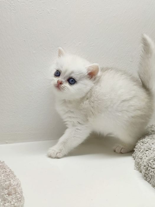 Котик и кошечка британские