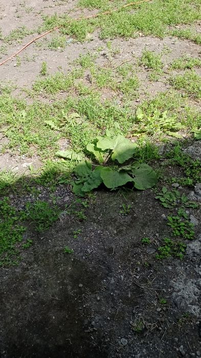 Продам дом в Михайловке