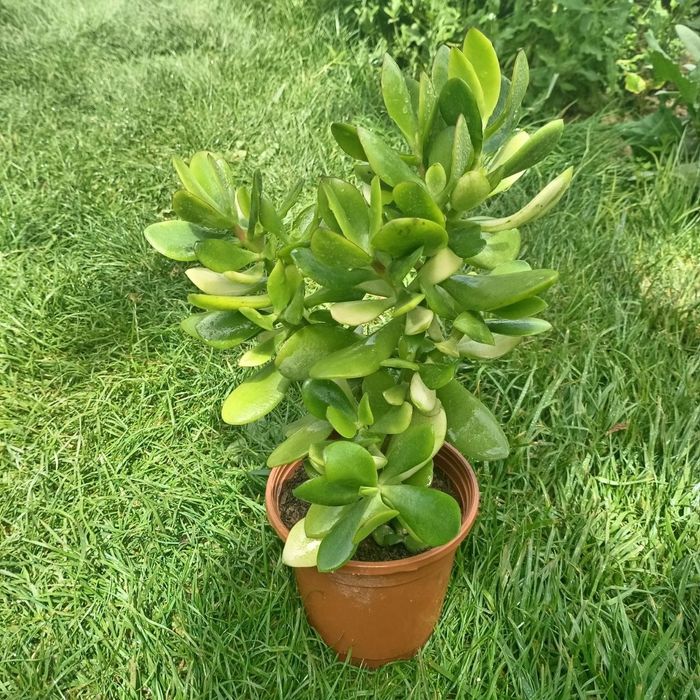 Денежное дерево, Crassula ovata, Толстянка