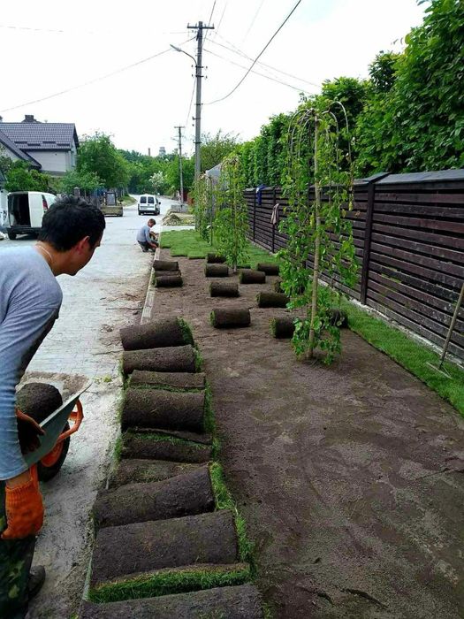 Рулонный газон / Посевной газон