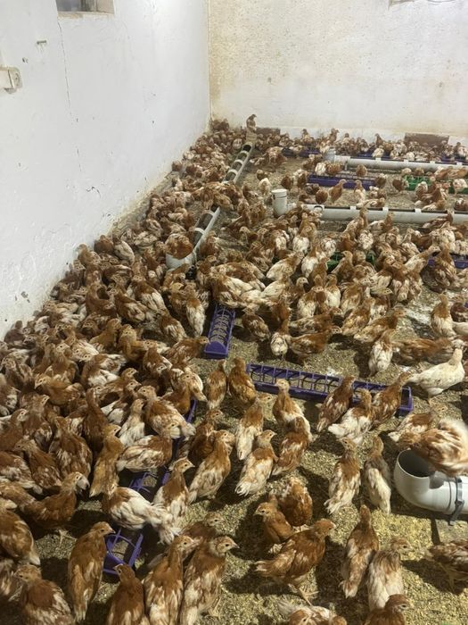 Молодки ломан браун оптом