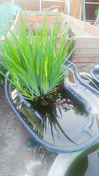 Жёлтый Водный Ирис