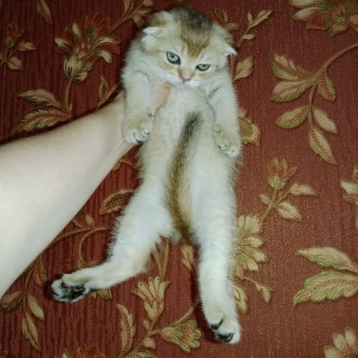 Скидка 1 день Девочки  Скоттиш фолд и Страйт