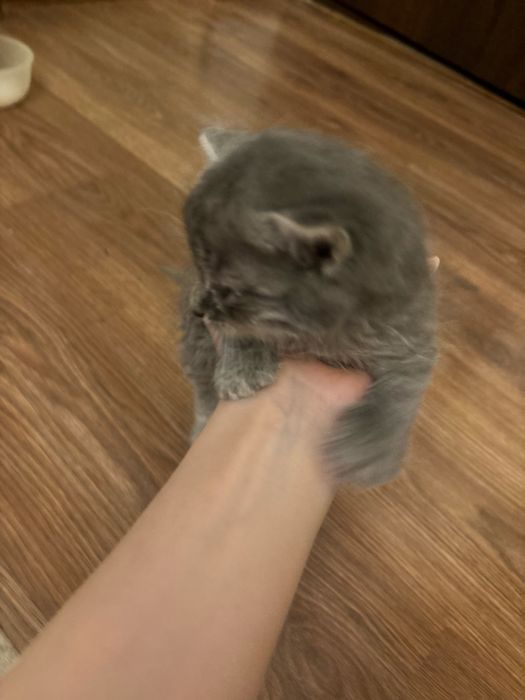 Котенок , очень маленький