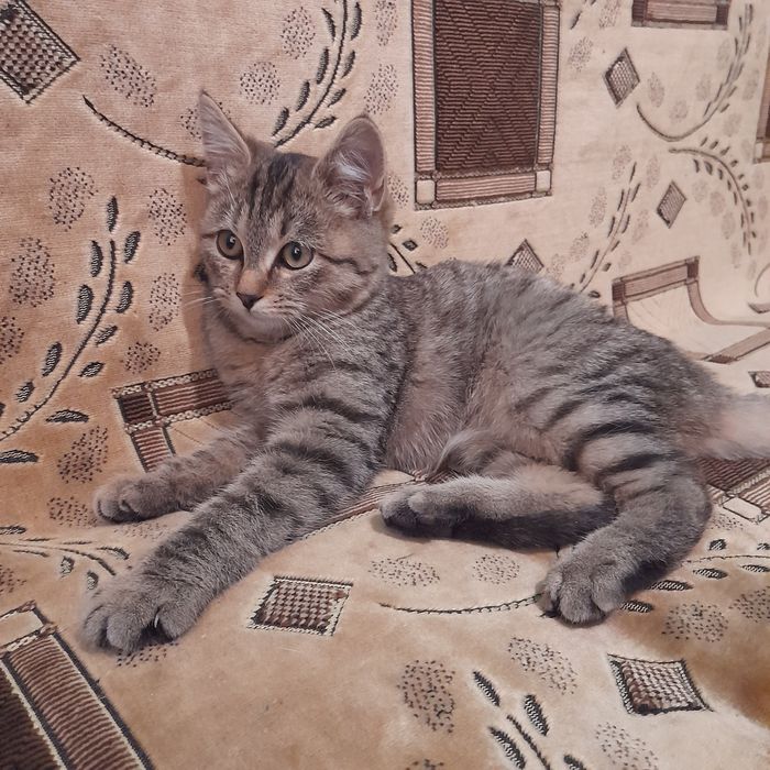 Отдам в добрые руки котят мальчика и девочку