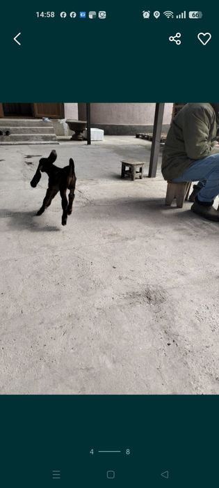 Таза қанды теке лақтар