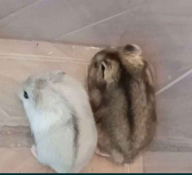 Крысы домашние ручные