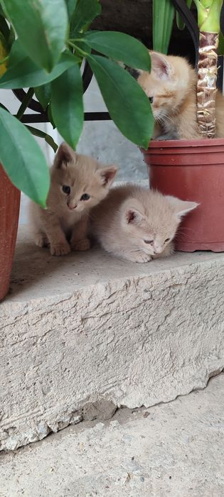 Mushuk bolalar 1tasi qiz 1tasi ogil 2oylik