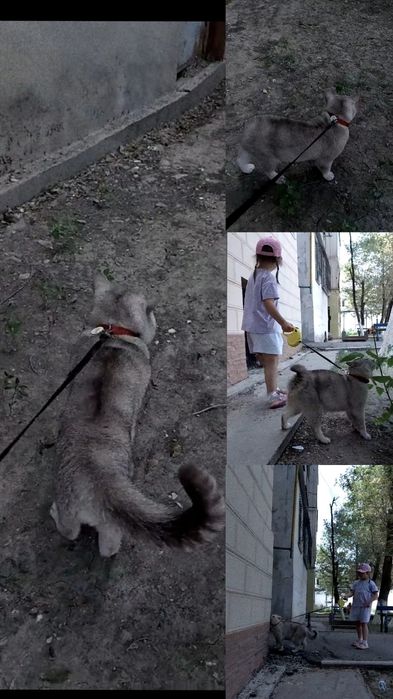 Вязка, котик с опытом