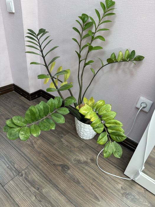 Продам цветы Замиокулькас