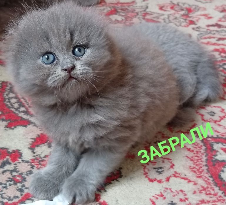 Котята британские