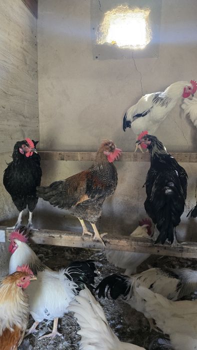 Продам молодых петухов 4-6 мес.