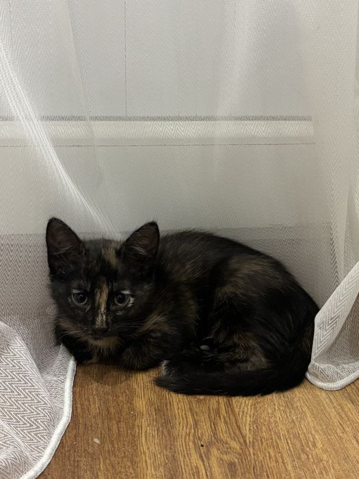 Актау! Отдаю котенка в добрые руки!