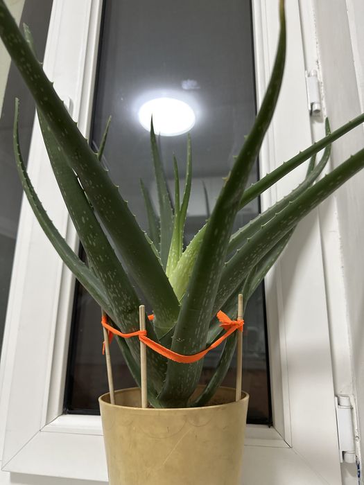 Алоэ 4-5 летний