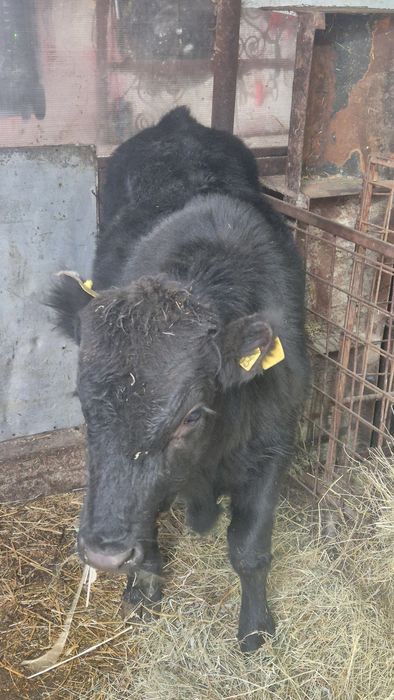 Tauras angus 350 kg vand sau schimb cu baltat