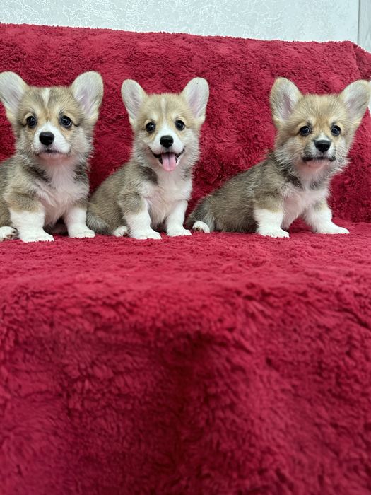 Мылыши вельш корги