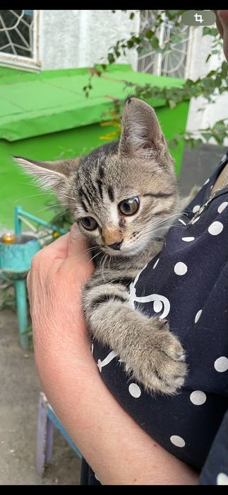 Отдам котёночка мальчика в добрые руки.