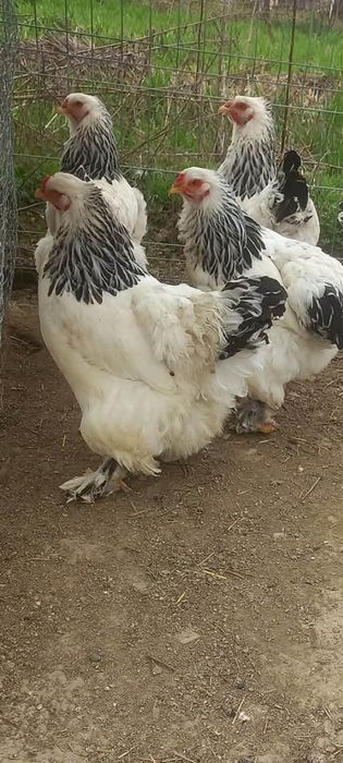 Găini Brahman herminat deschis