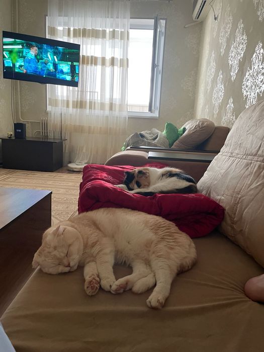 Котята шотландцы