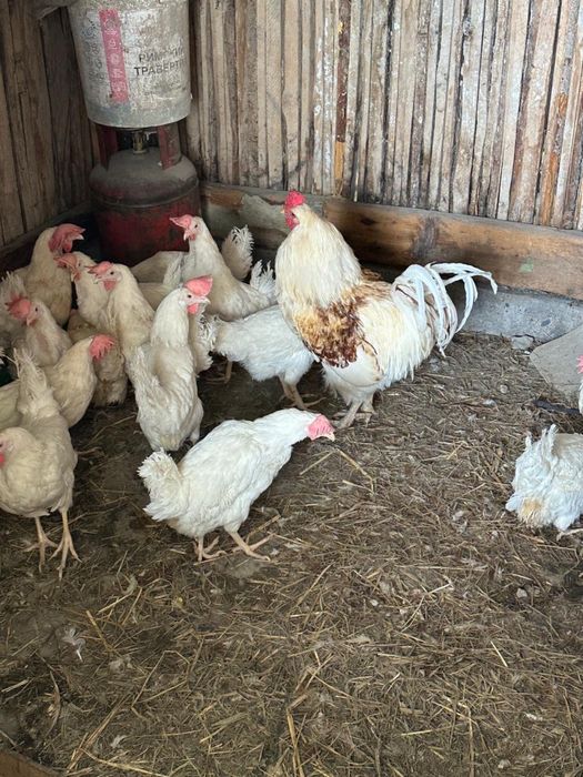 Кцры несушки  звоните