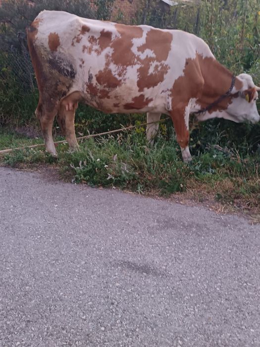De vânzare 2 vaci dinere