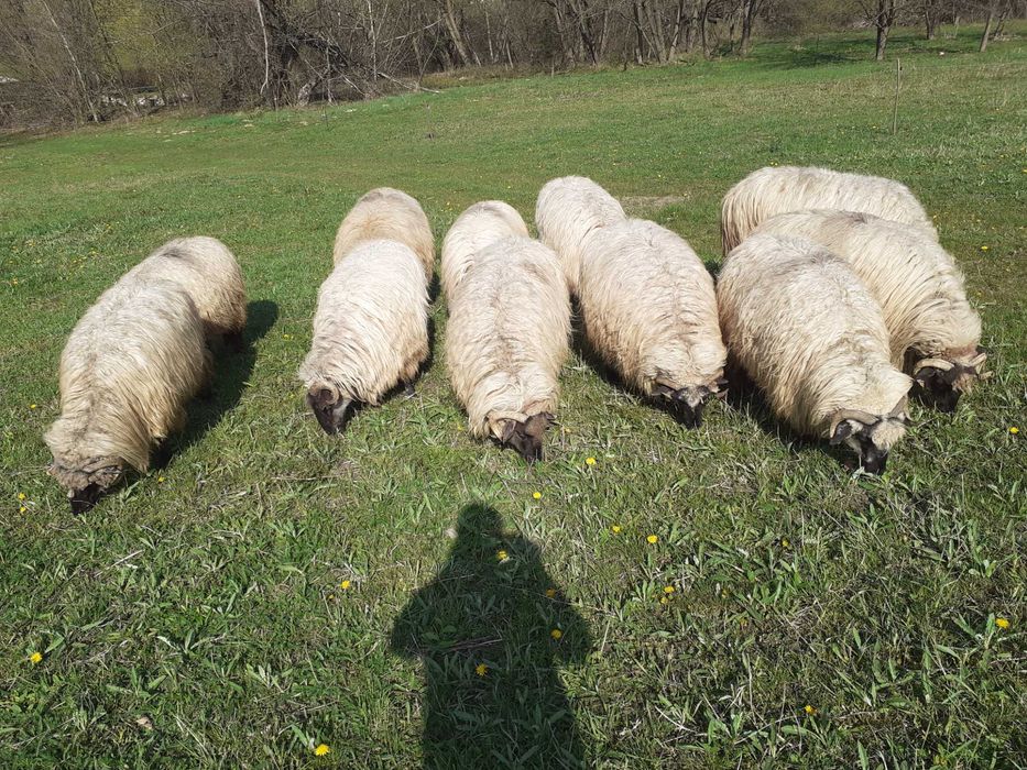 Oi bucălăi de vânzare