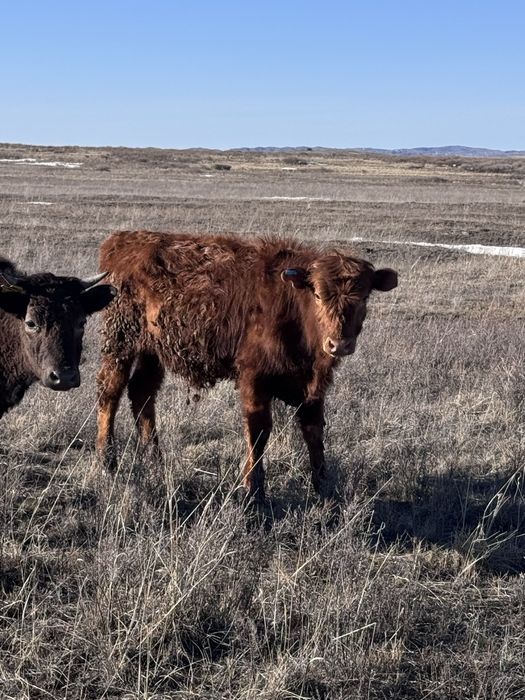 10 бас бұқа сатылады