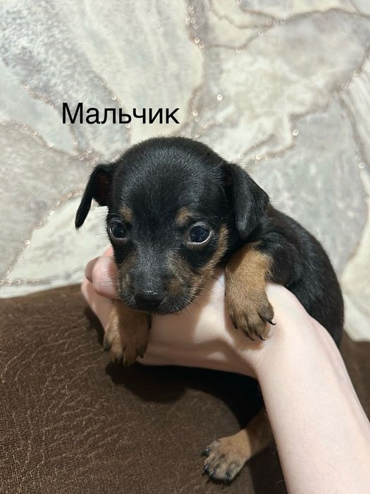 Щенки той терьер