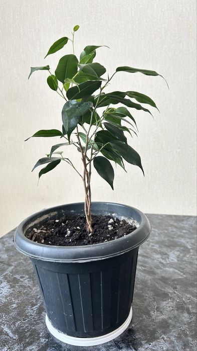 Фикус бенджамена плетеный коса