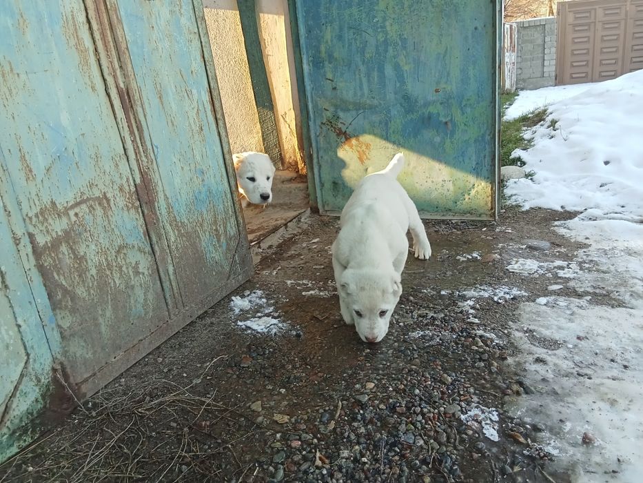 Алабай кучуклари