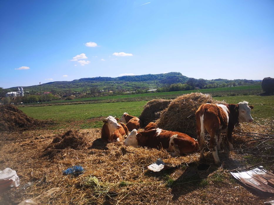 Vand vaci baltata românească