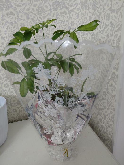 Цветы комнатные  ,фикус и шефлера