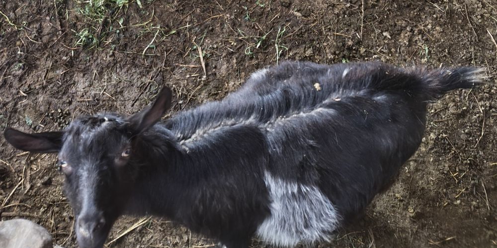 Ешкі лақ занен ешкілер